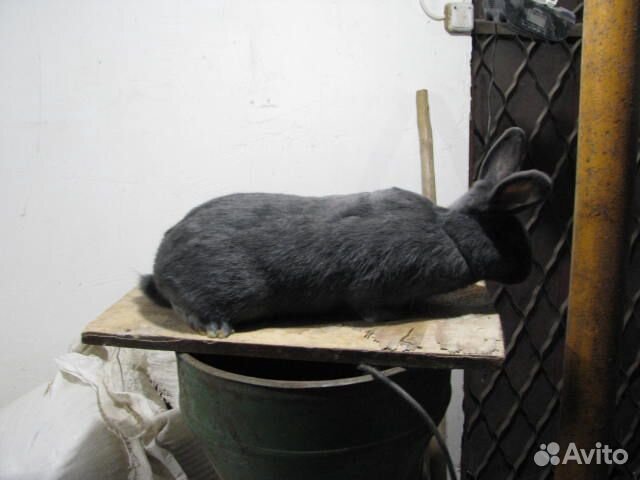 Продам кроликов живым весом купить на Зозу.ру - фотография № 3