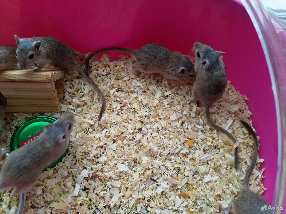 Мышь песчанка купить на Зозу.ру - фотография № 2