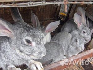 Продам кроликов разных пород купить на Зозу.ру - фотография № 5