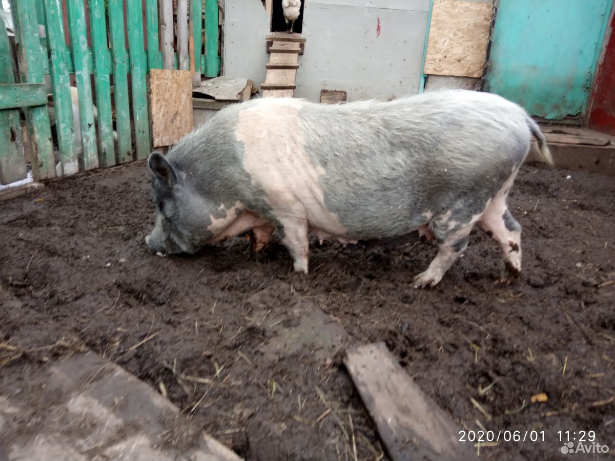 Вьетнамская свиноматка купить на Зозу.ру - фотография № 2