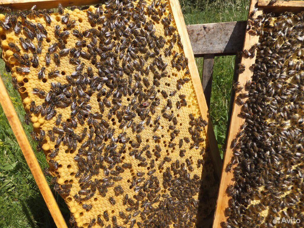 Пчелопакеты, пчеломатки плодные купить на Зозу.ру - фотография № 1
