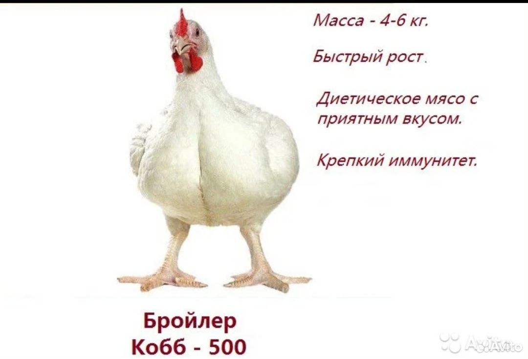 Птенцы купить на Зозу.ру - фотография № 1
