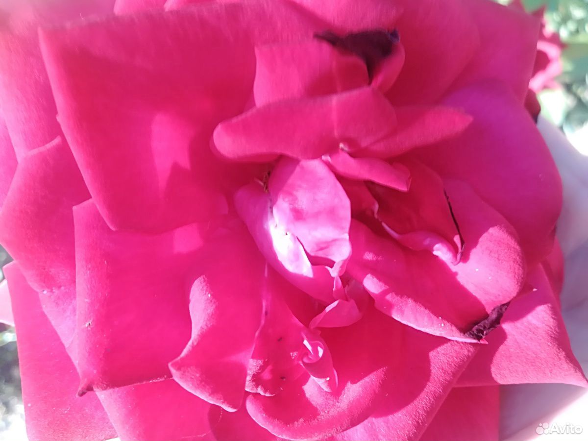 Лепесткии роз купить на Зозу.ру - фотография № 1