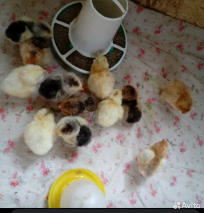 Цыплята суточные купить на Зозу.ру - фотография № 4