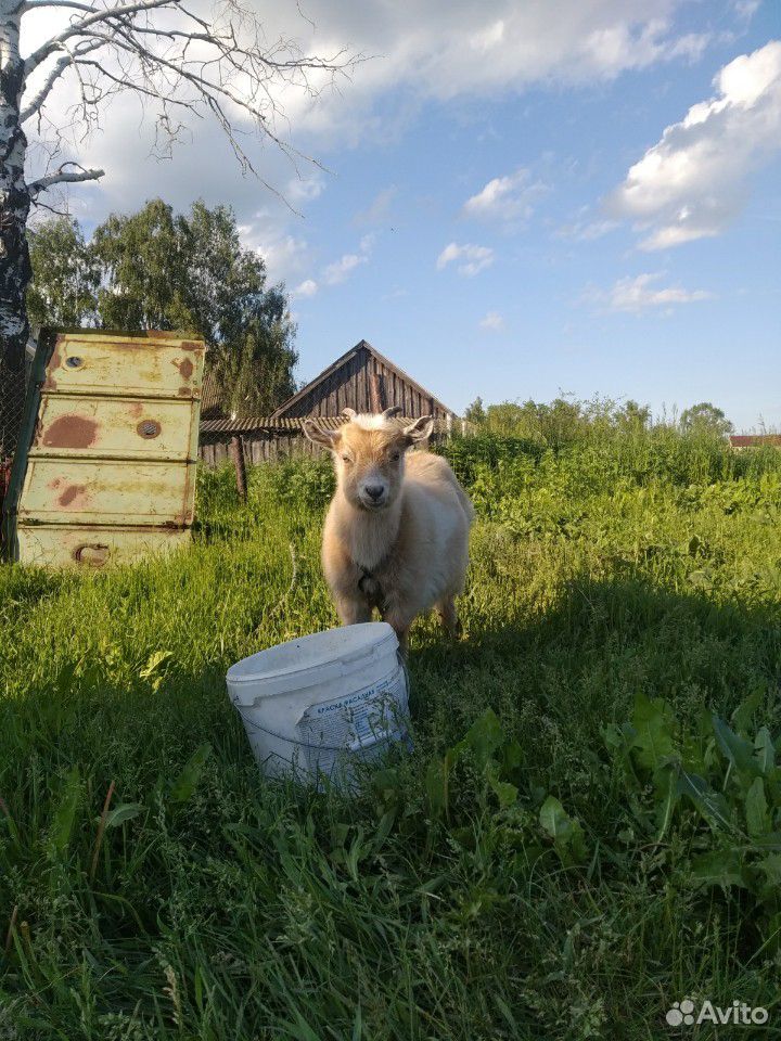 Коза и козленок купить на Зозу.ру - фотография № 4