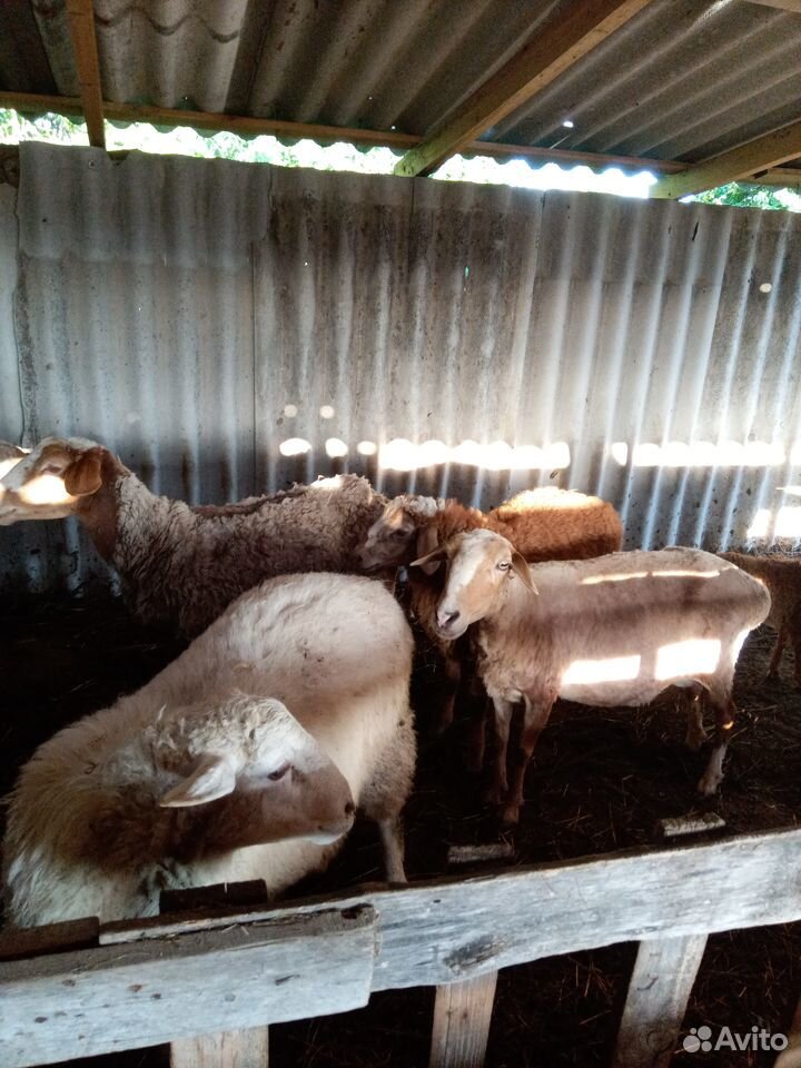 Овцы с ягнятами купить на Зозу.ру - фотография № 5