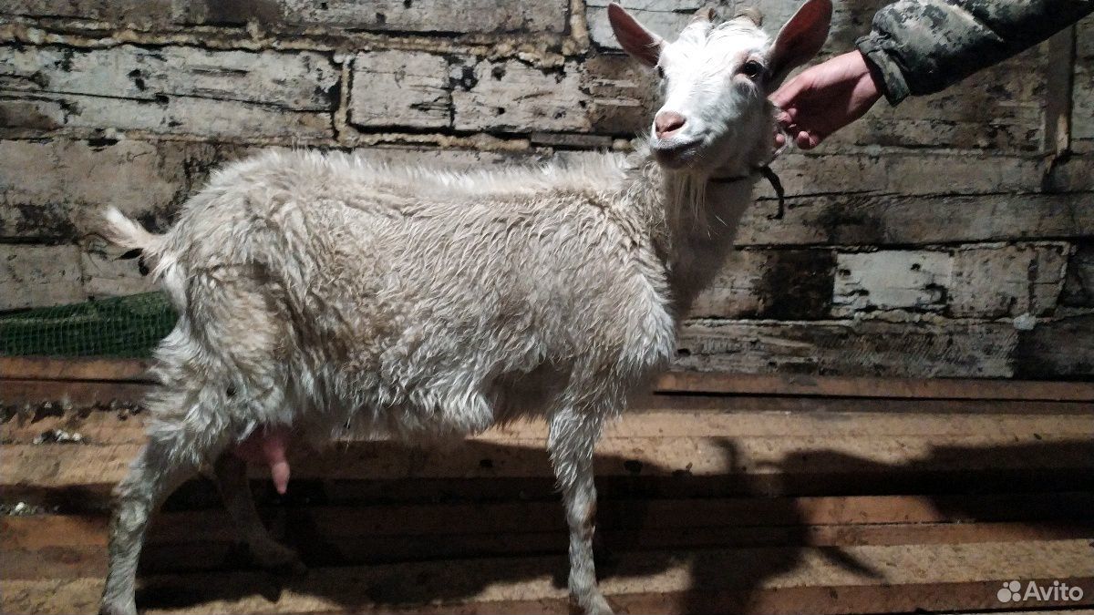 Продаются козы. Купи козу продай козу притча. Продажа коз в Алтайском крае. Купить козочку на авито. Купить козу ставропольский