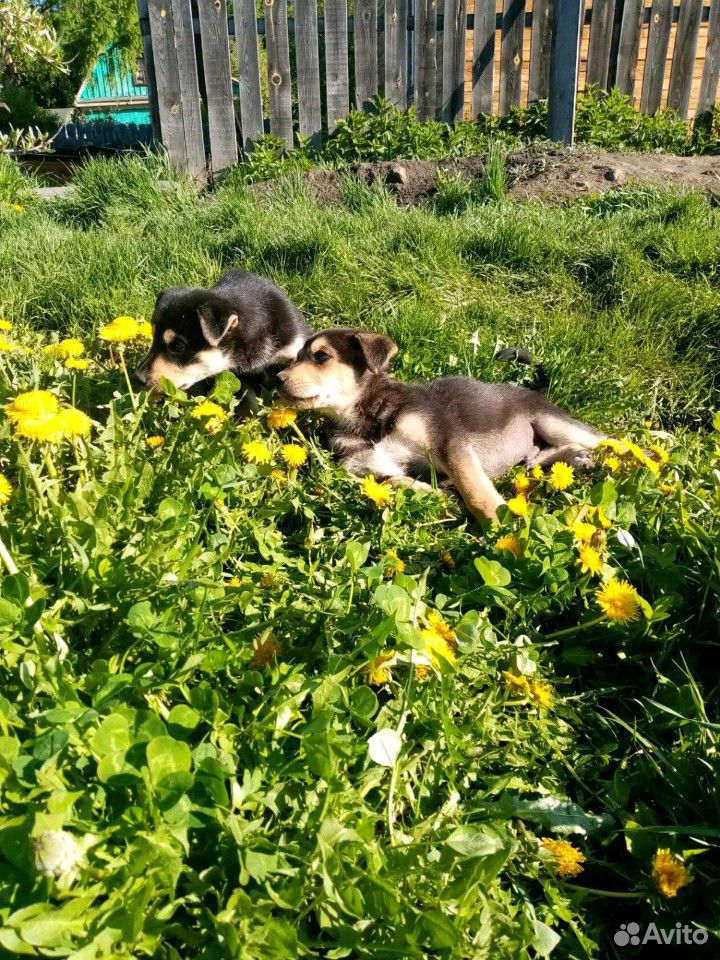 Крупные щенки купить на Зозу.ру - фотография № 2