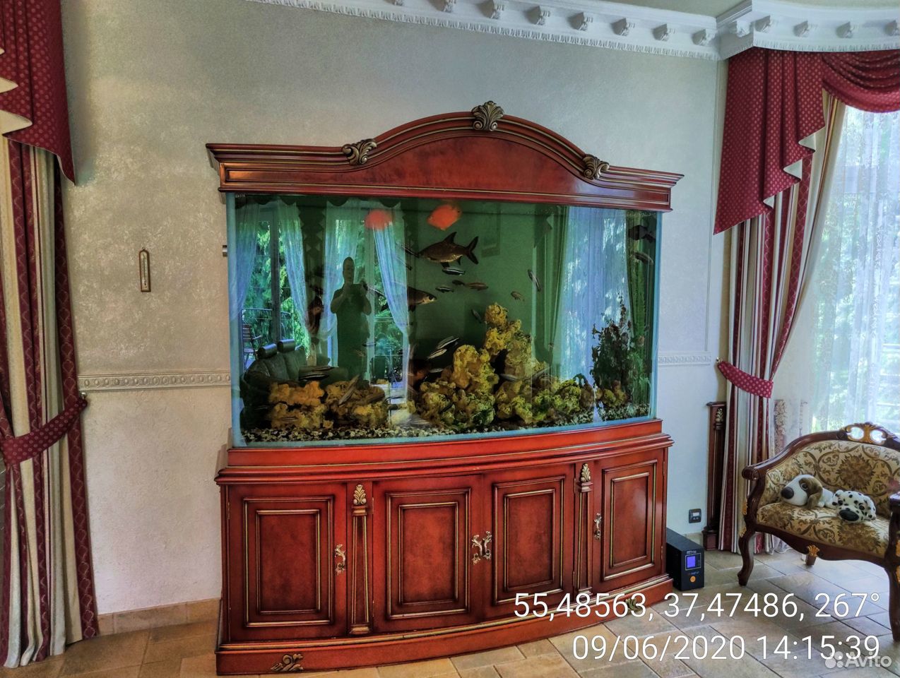Рыбки аквариум купить на Зозу.ру - фотография № 1