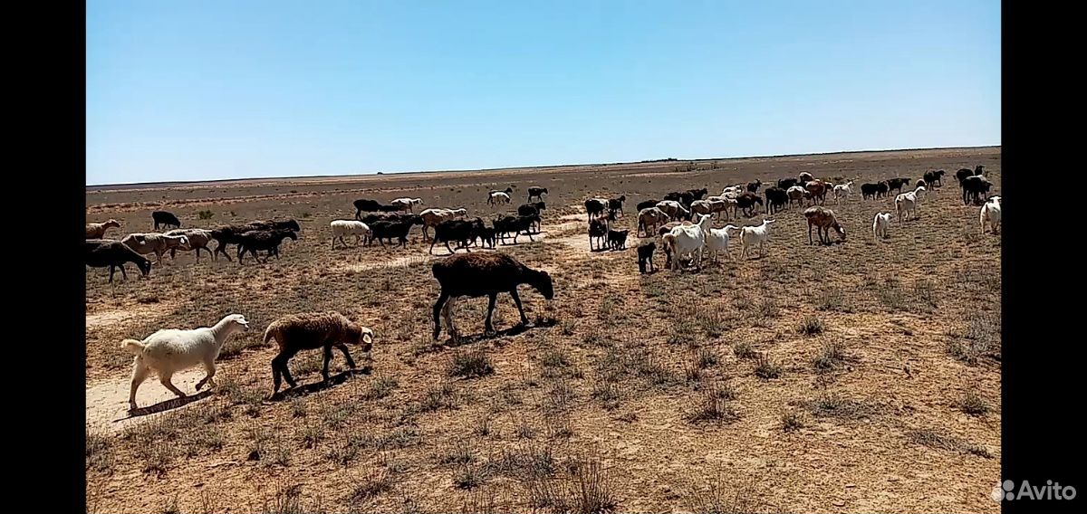 Овцы матки с ягнятами купить на Зозу.ру - фотография № 2