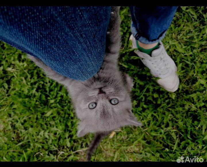 Кошка британская купить на Зозу.ру - фотография № 2