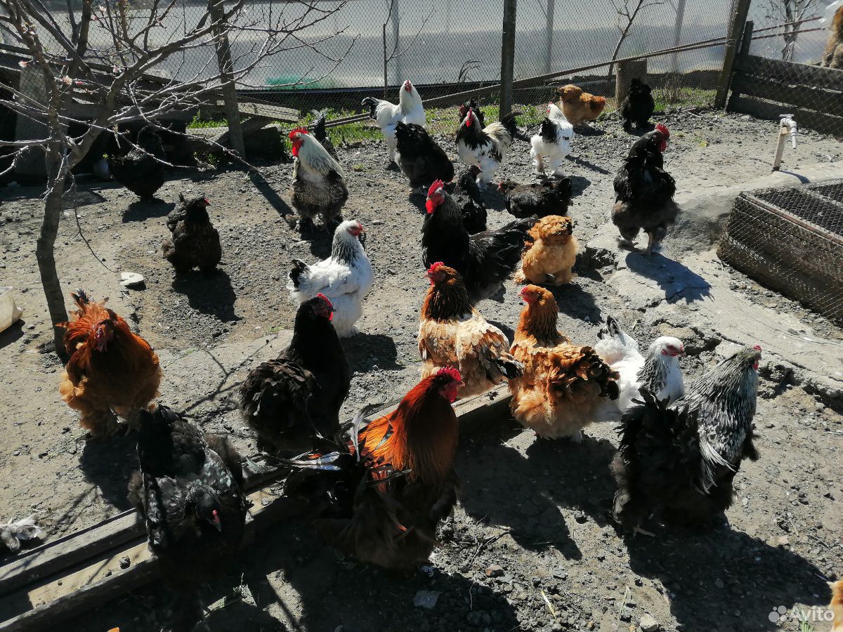 Цыпленок "Брама" возраст неделя, пропоены цена 150 купить на Зозу.ру - фотография № 2