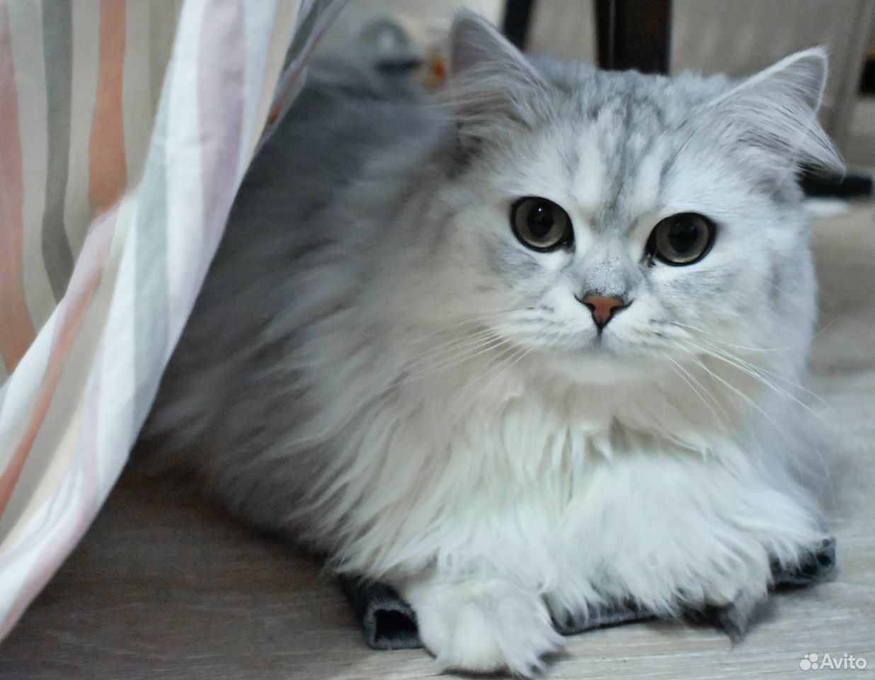 Плюшевые котята купить на Зозу.ру - фотография № 7