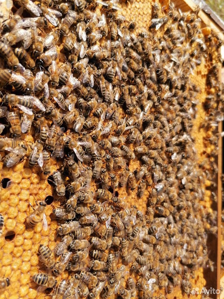 Продам пчелосемьи - карника и карпатка купить на Зозу.ру - фотография № 1