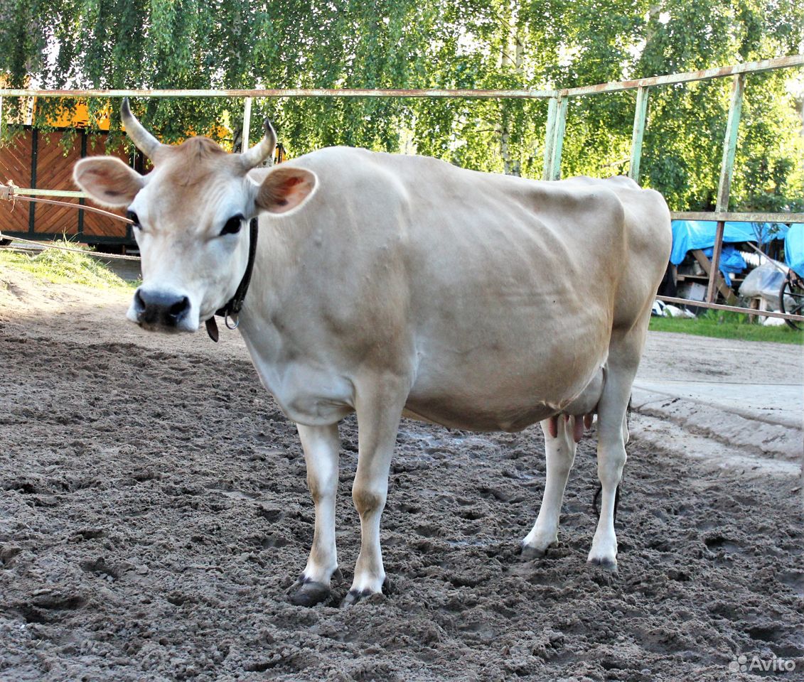 Коровы джерси купить на Зозу.ру - фотография № 2