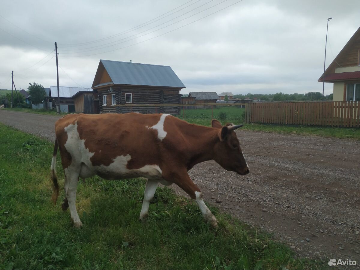 Продам дойную корову купить на Зозу.ру - фотография № 3