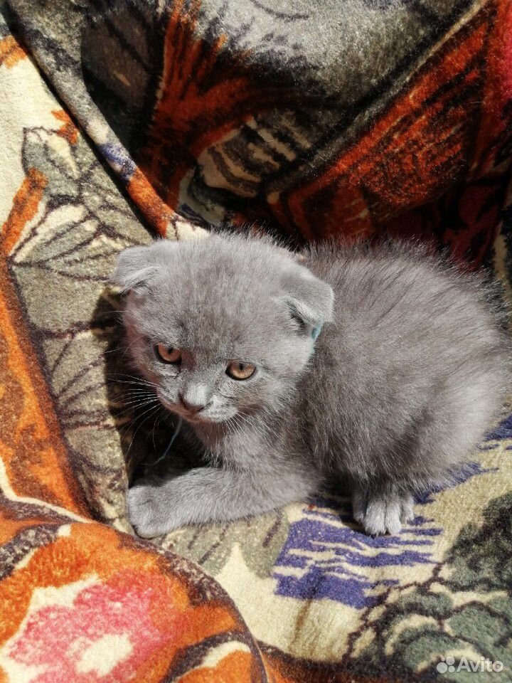 Продам котят купить на Зозу.ру - фотография № 3