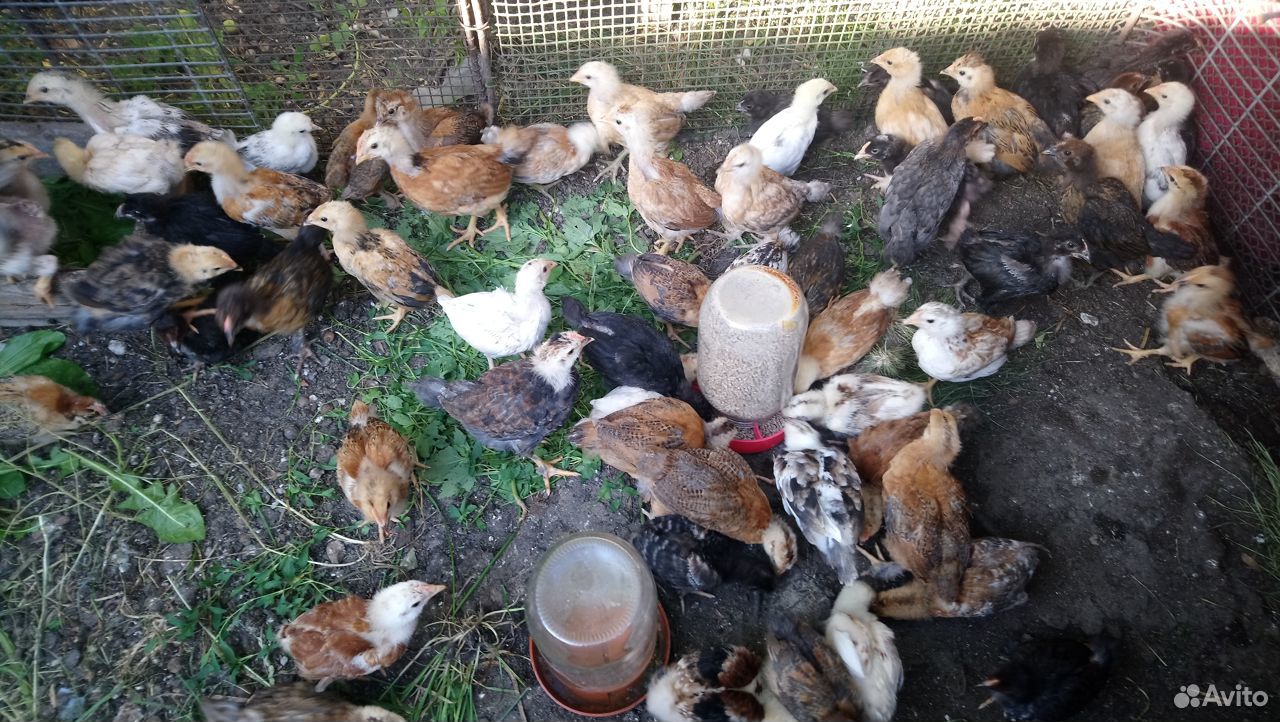 Цыплята домашние подрощенные,яйцо для инкубации купить на Зозу.ру - фотография № 8