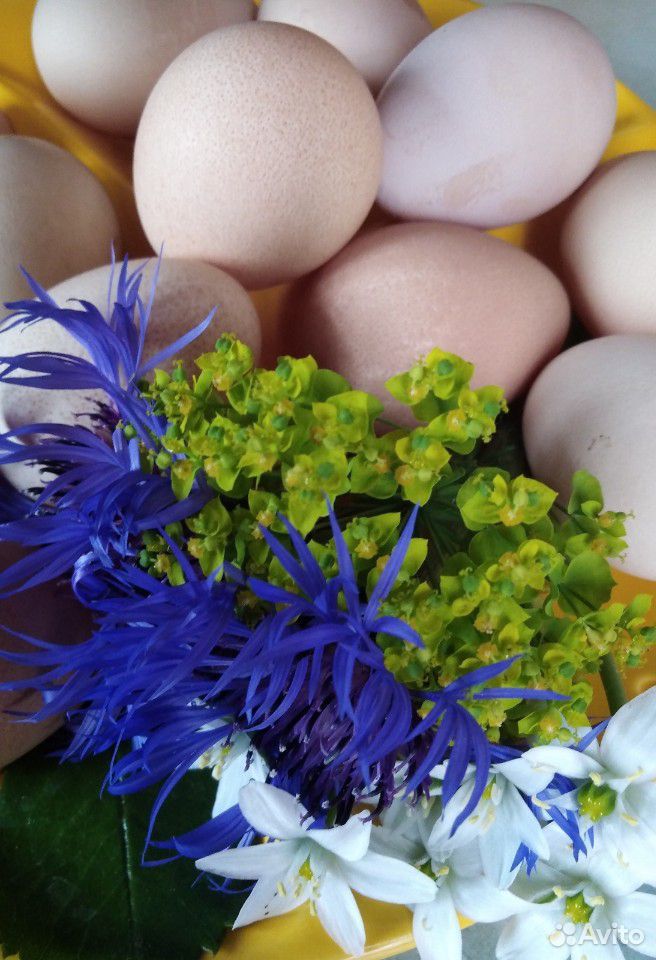 Домашние яйца цесарки купить на Зозу.ру - фотография № 2