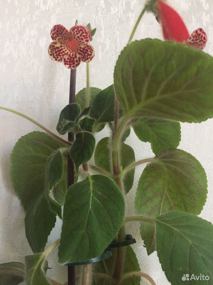 Растения купить на Зозу.ру - фотография № 1