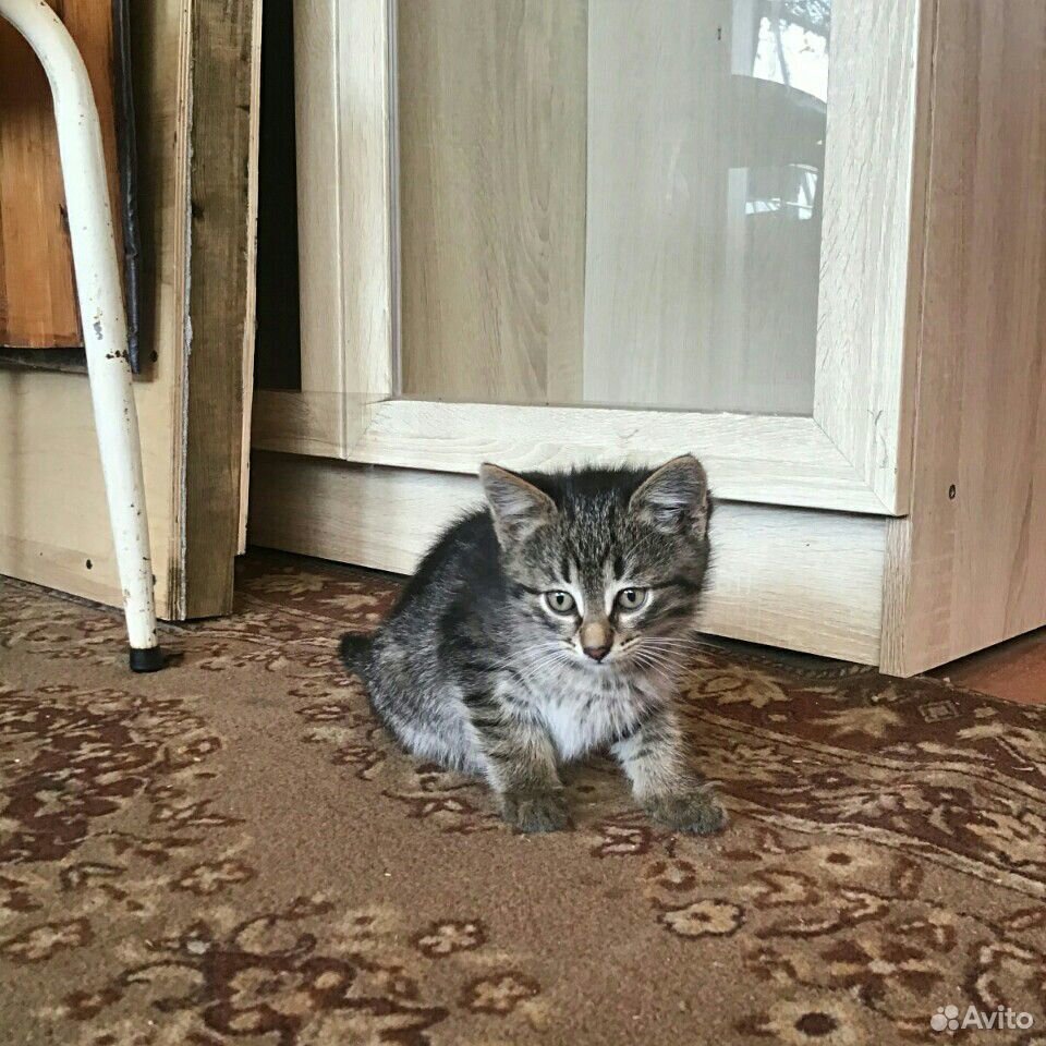 Замечательный котенок купить на Зозу.ру - фотография № 3