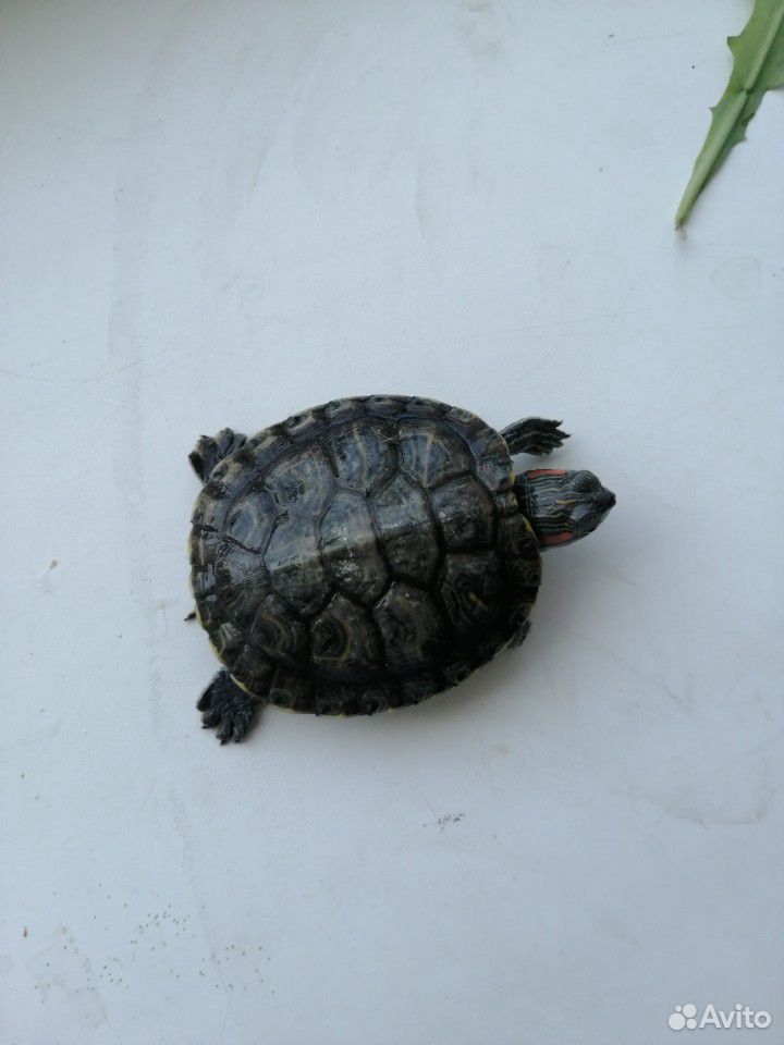 Красноухая черепаха купить на Зозу.ру - фотография № 5