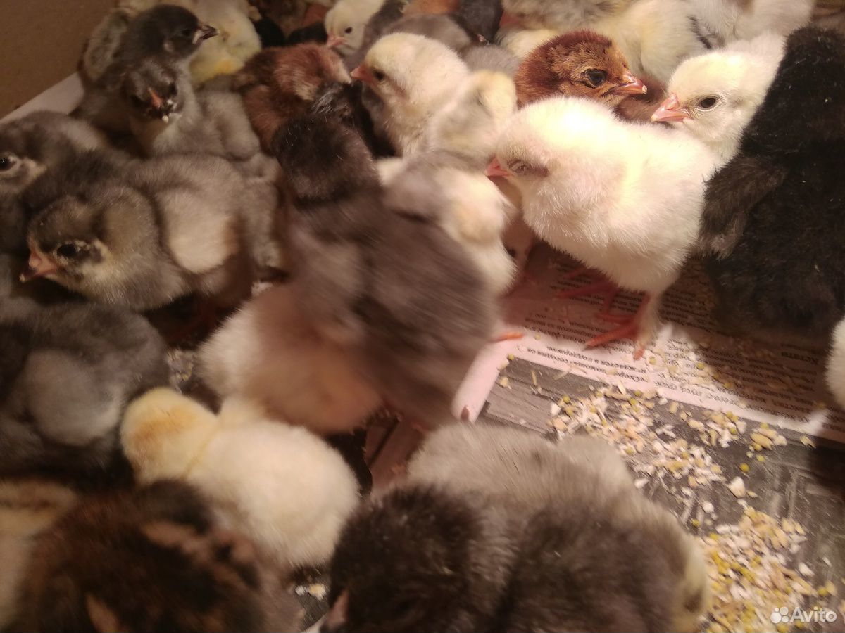 Цыплята от 1 дня до 3 месяцев купить на Зозу.ру - фотография № 9