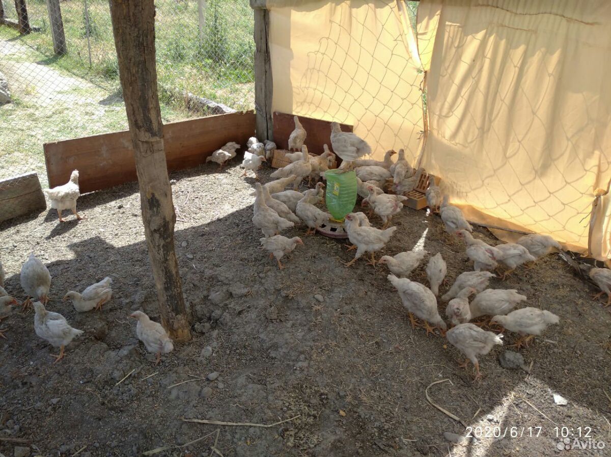 Цыплята петушки купить на Зозу.ру - фотография № 2
