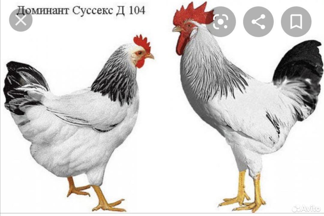 Курица купить на Зозу.ру - фотография № 1