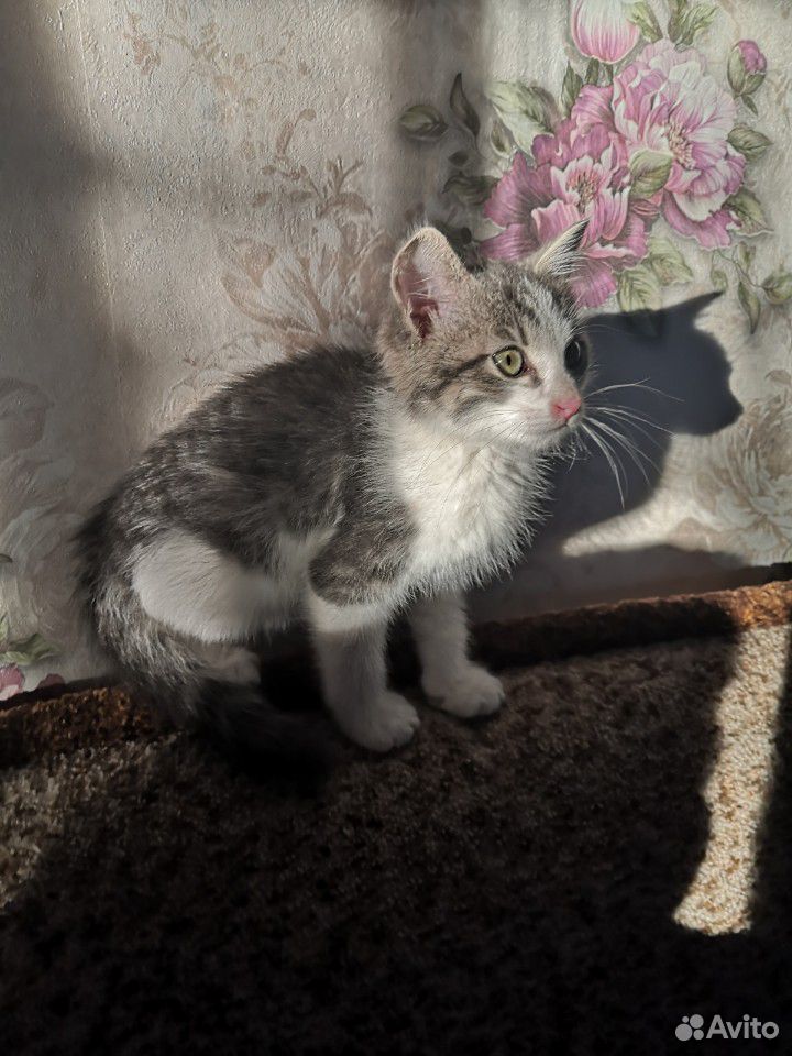 Котенок мальчик 2 месяца купить на Зозу.ру - фотография № 1