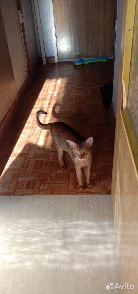 Взрослая Абиссинская кошка, 1г8м купить на Зозу.ру - фотография № 1