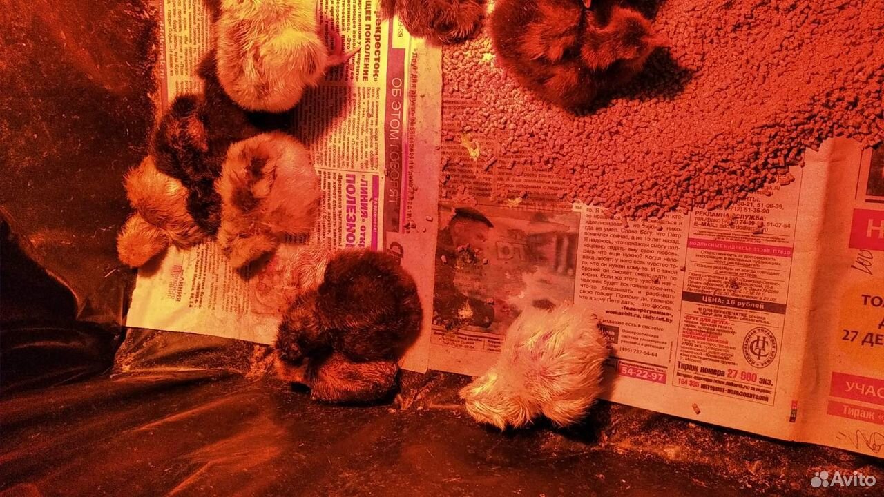 Цыплята несушки суточные купить на Зозу.ру - фотография № 1