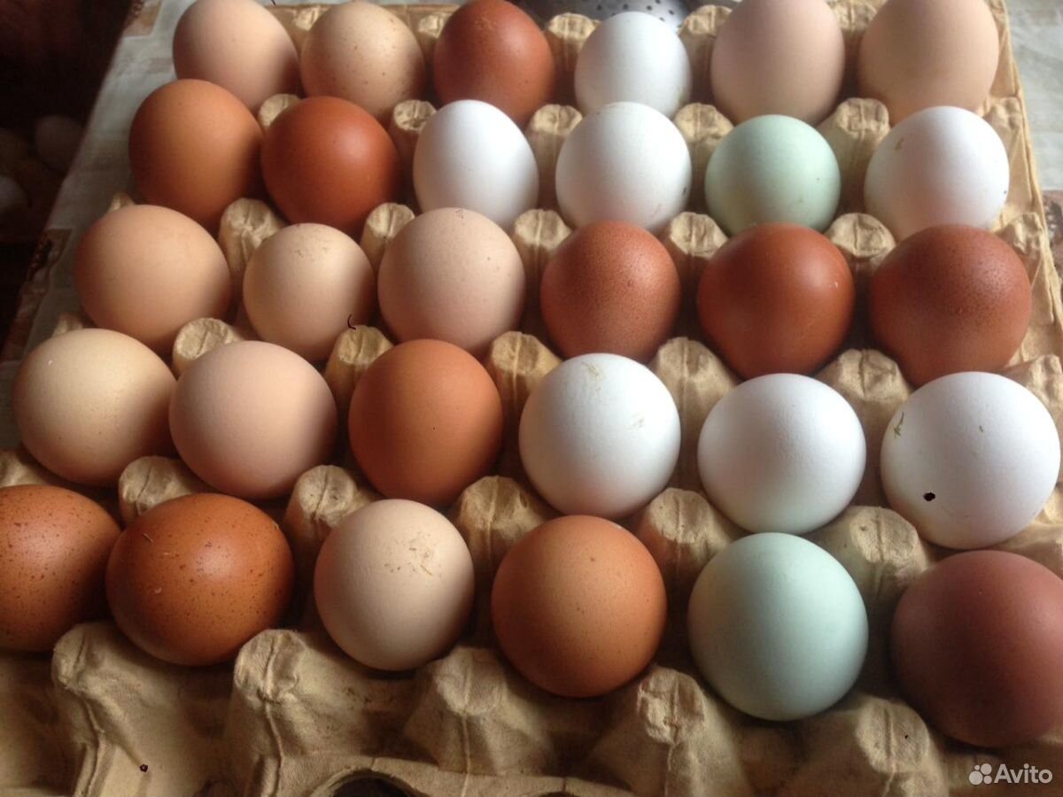 Яйца для инкубацию и в пищу купить на Зозу.ру - фотография № 1