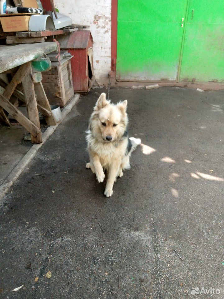 Собака сторожевая возраст 2 года отдаём в хорошии купить на Зозу.ру - фотография № 6