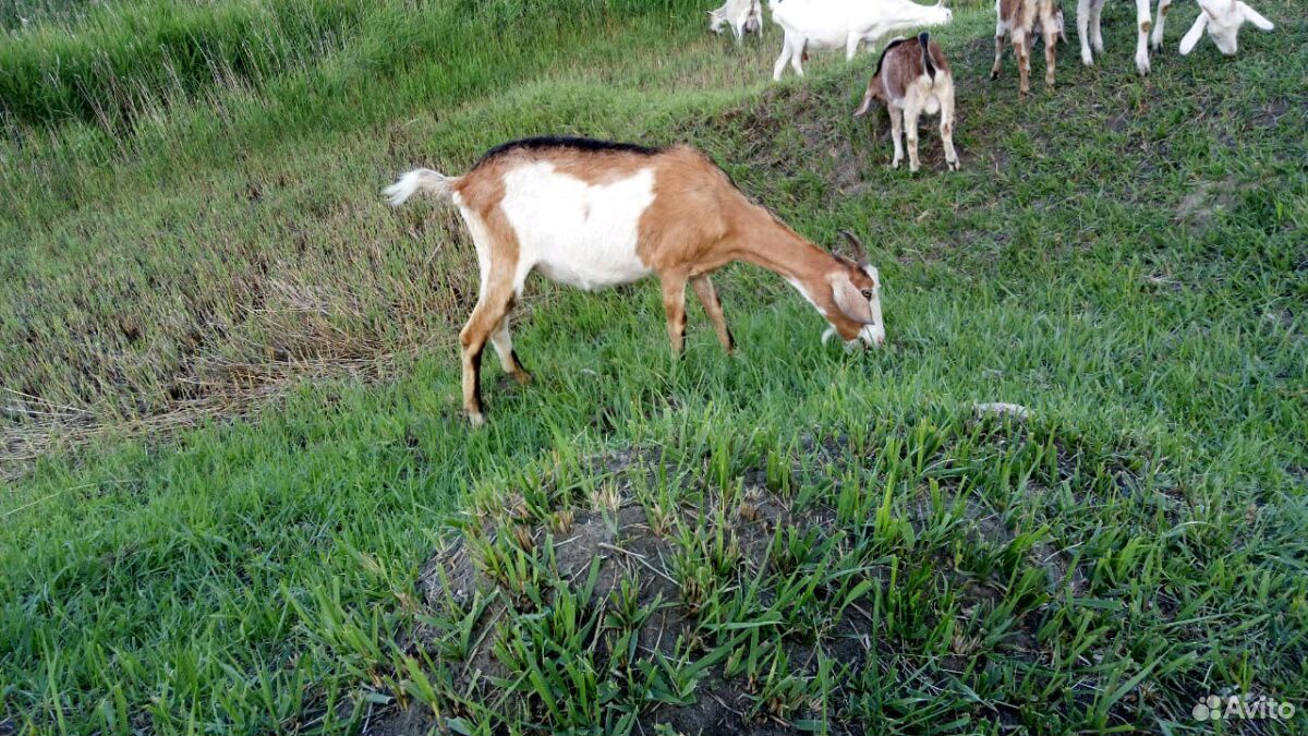 Нубийскоальпийская коза купить на Зозу.ру - фотография № 1