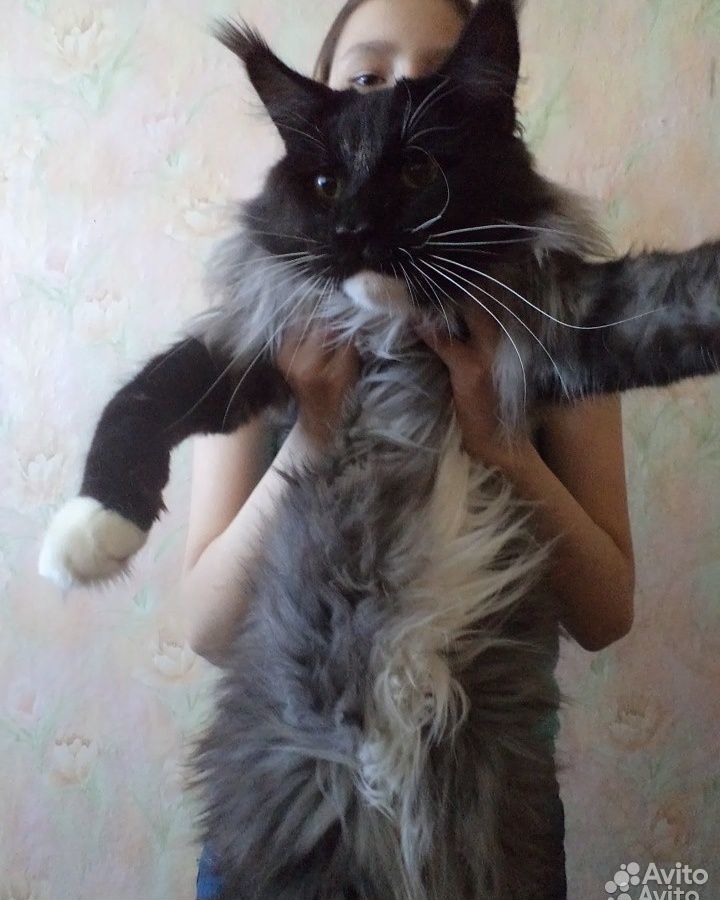 Котята мейн-куна купить на Зозу.ру - фотография № 4