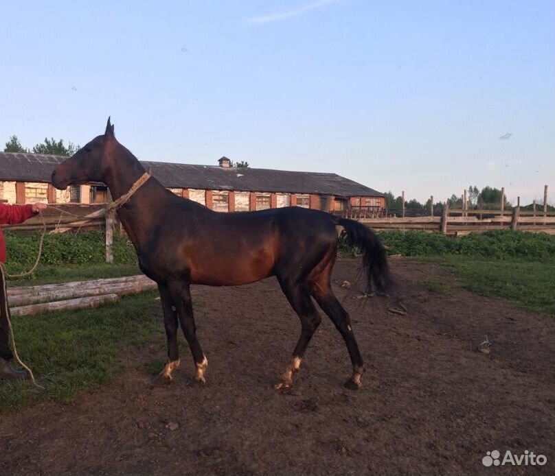 Чистокровная Ахалтекинская лошадь купить на Зозу.ру - фотография № 1
