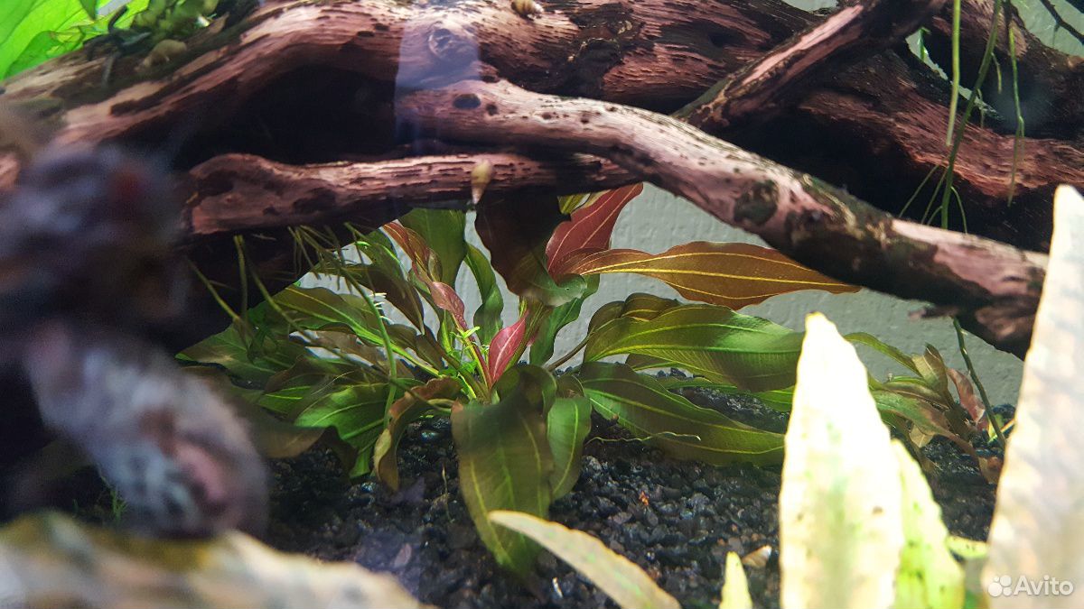 Растение для аквариума (Эхинодорус Синусоид) купить на Зозу.ру - фотография № 2