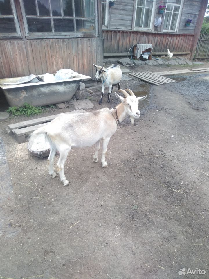 Продаю козу и козлят за вашу цену купить на Зозу.ру - фотография № 4