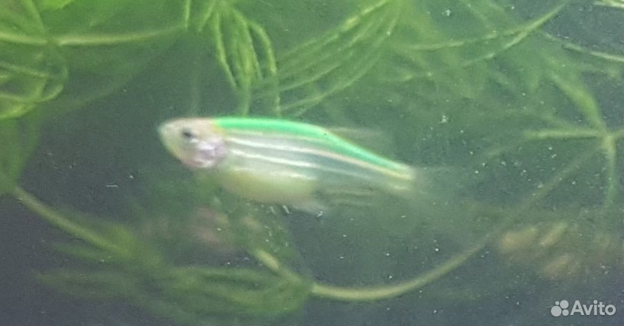 Рыбаданио GLO fish - светящиеся, флуоресцентные купить на Зозу.ру - фотография № 5