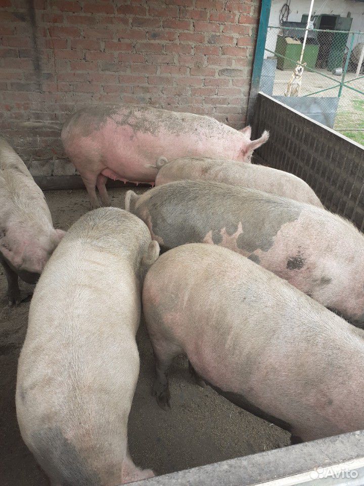 Домашние свиньи купить на Зозу.ру - фотография № 2