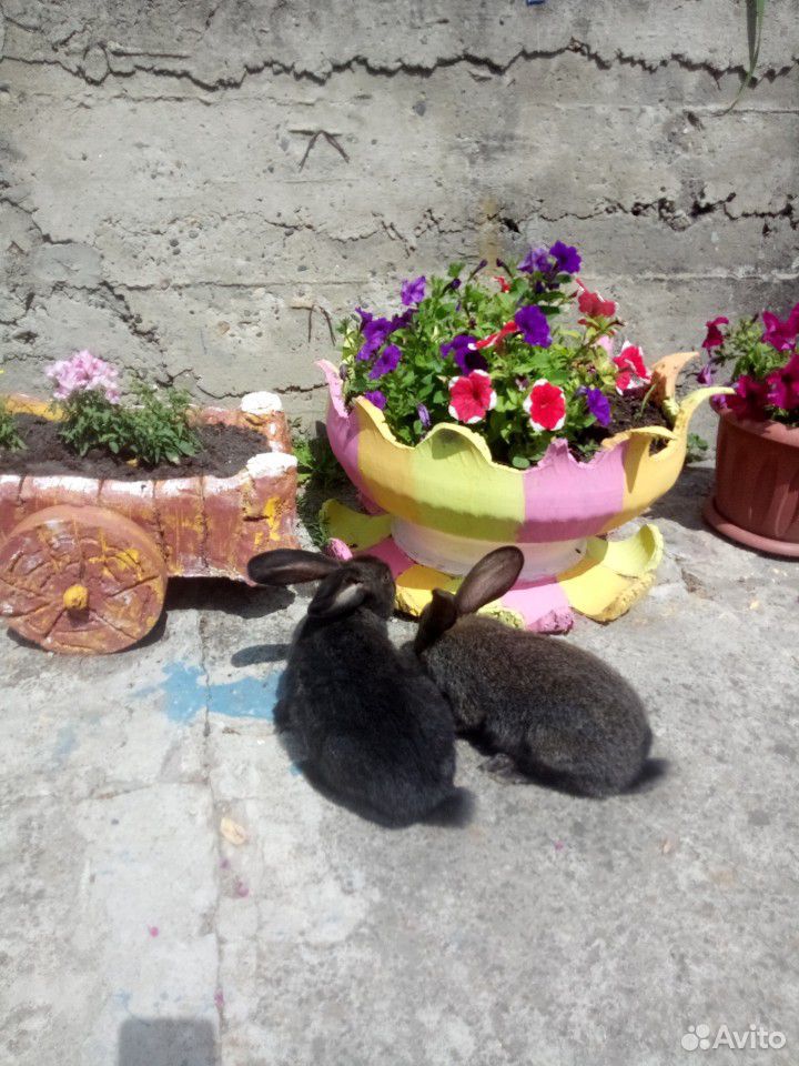 Кролики на племя купить на Зозу.ру - фотография № 2