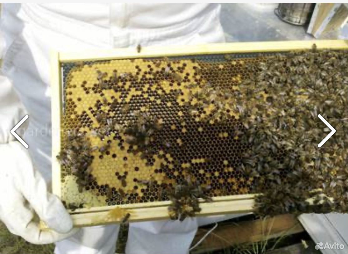 Продажа пчёл (4 семьи ) купить на Зозу.ру - фотография № 1