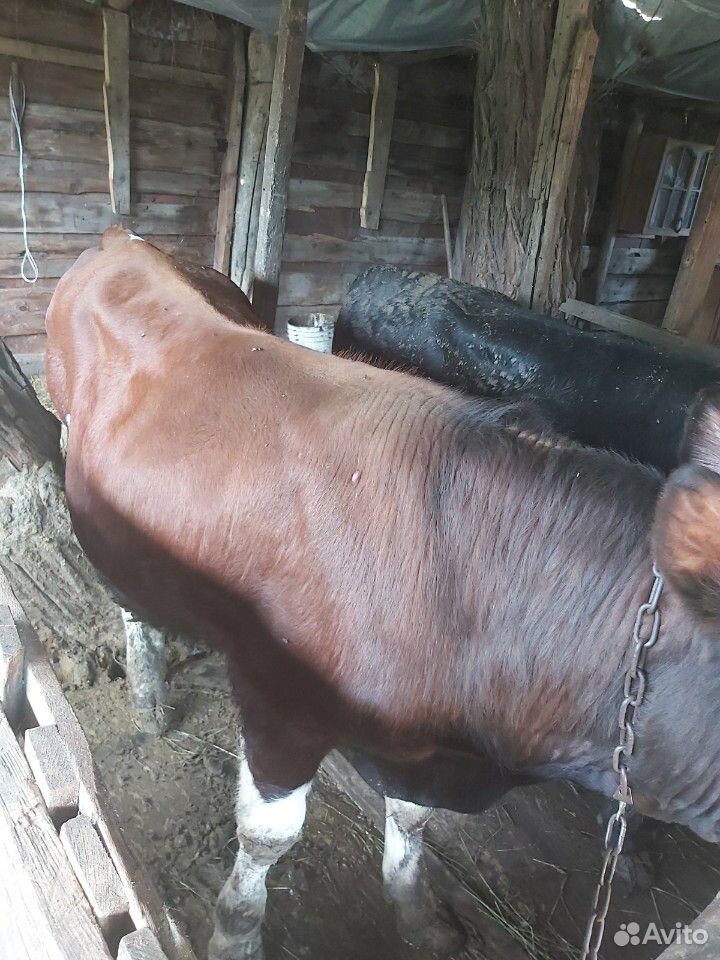 Домашние быки на мясо купить на Зозу.ру - фотография № 3