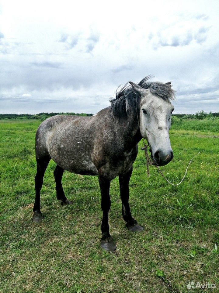 Лошадь (жерёбая) купить на Зозу.ру - фотография № 3