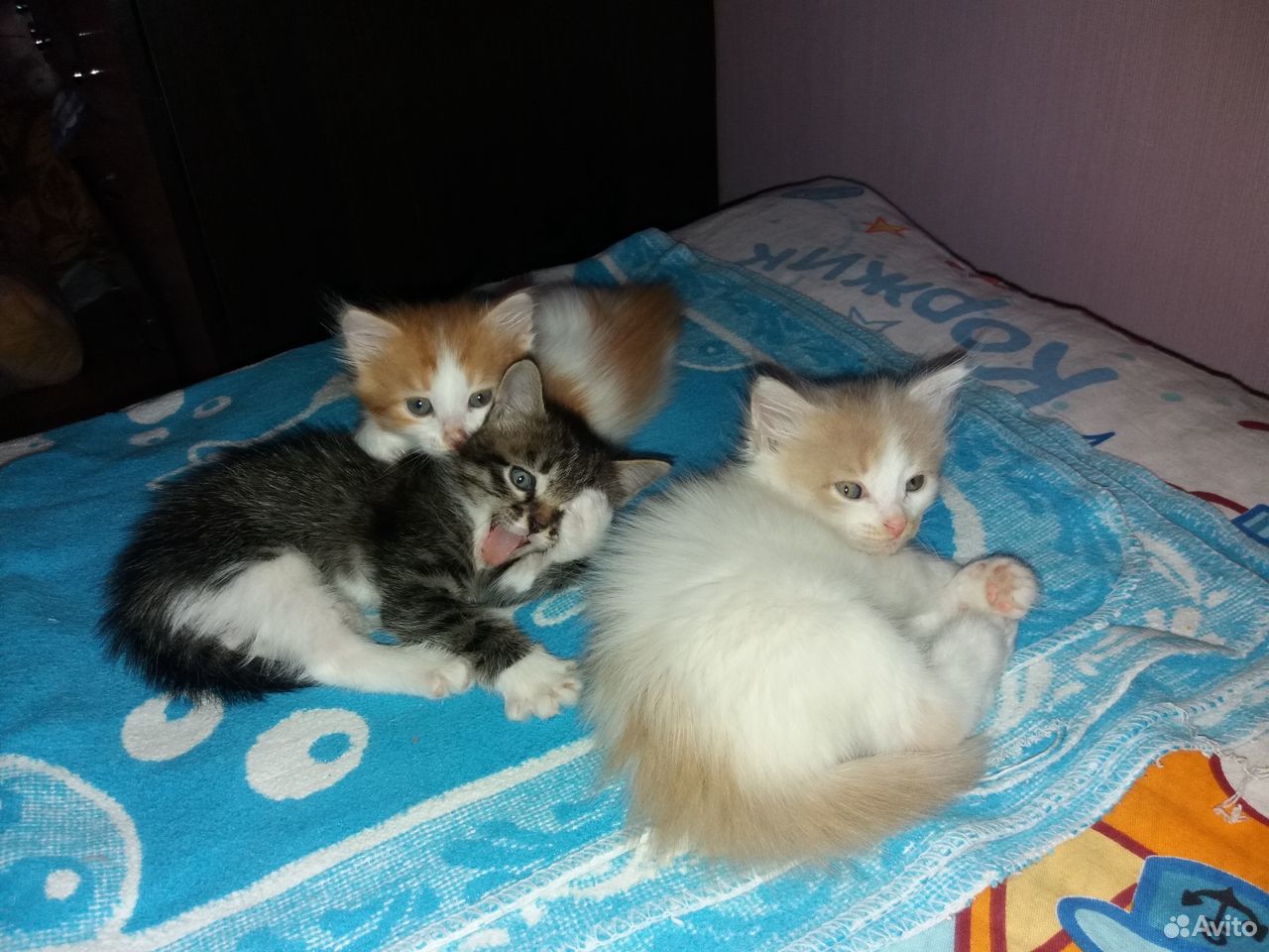Отдадим трех пушистых милашных котят купить на Зозу.ру - фотография № 4