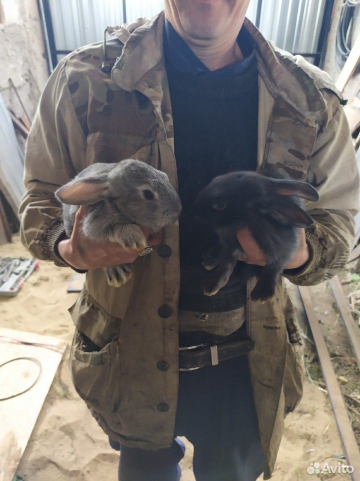 Кролики. Все самки. Цена за одну крольчиху купить на Зозу.ру - фотография № 4