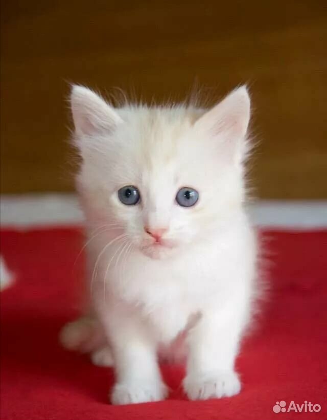 Пушистые котята с голубыми глазами купить на Зозу.ру - фотография № 1