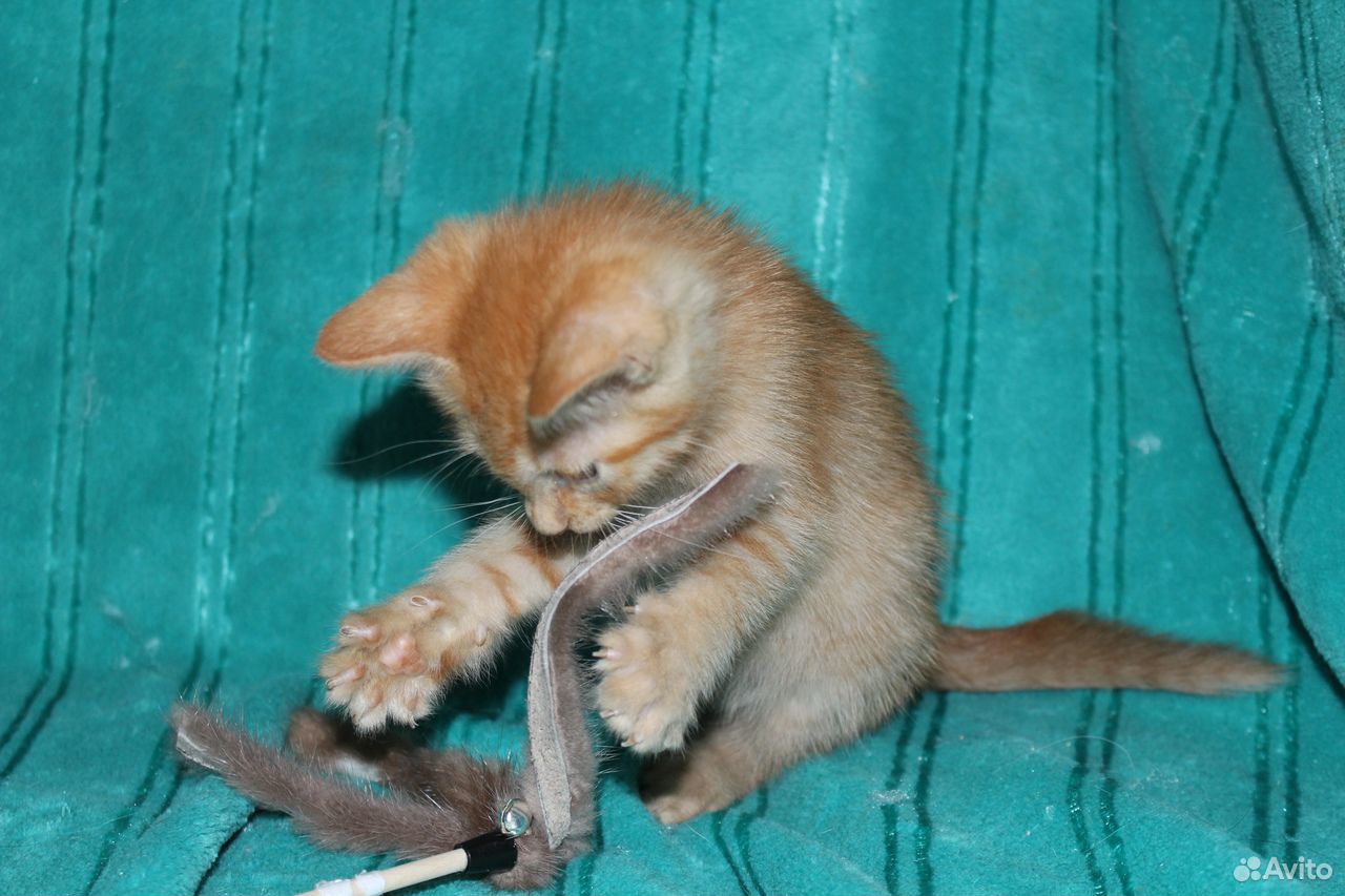 Котенок Шпуля в добрые руки. Котенок в дар купить на Зозу.ру - фотография № 5