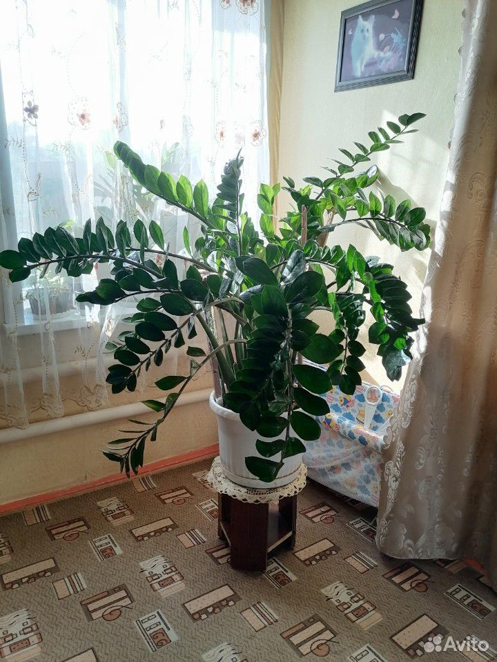 Долларовое дерево купить на Зозу.ру - фотография № 1